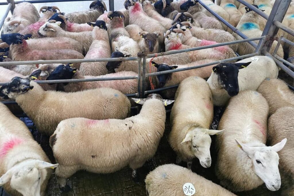 Small store lambs improve by €2-€4/head at Baltinglass