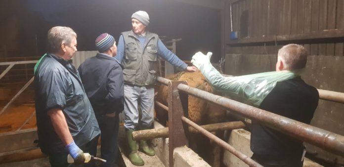 Pelvic measuring to improve calving ease