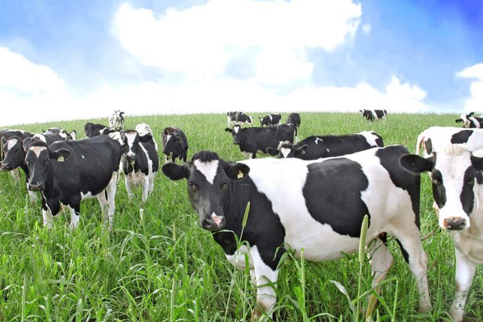 Aurivo launches sixth fixed milk price scheme