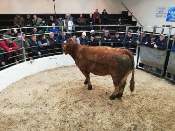 Quiz: How much these cattle sell for at Tullow Mart?
