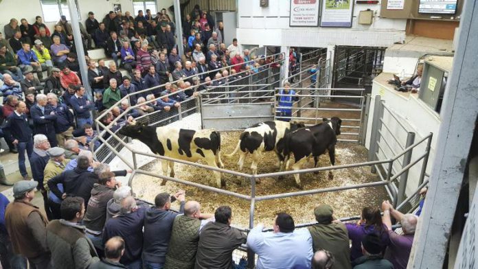 Friesian bull calves make from €40-€155 at Bandon