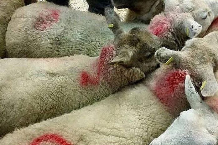 Calls for ‘new and improved’ Sheep Welfare Scheme
