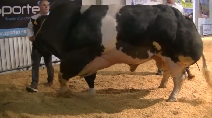 VIDEO: Have you seen this Belgian-Blue bull?