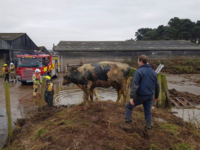 Pictures: Cows rescued following incident with slurry