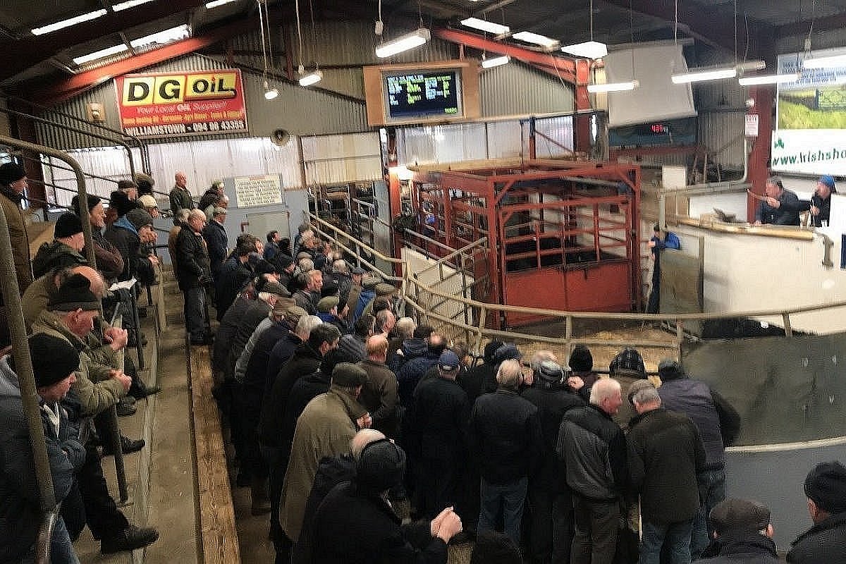 Strong demand for in-spec cattle at Castlerea