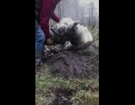 Graphic content: Over 30 horses and donkeys dumped in forest