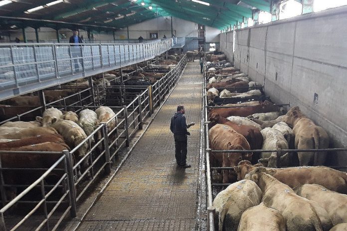 ‘Very strong’ demand in cull cow ring at Ennis