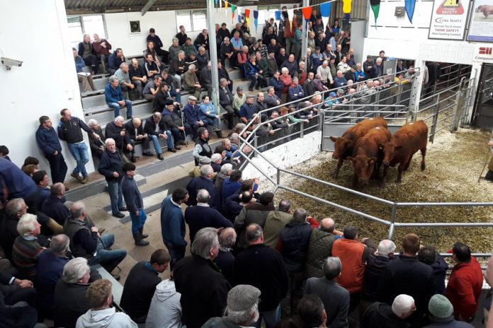 Friesian bulls sell from €60-€150 at Bandon