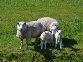 Sheep, sheep farming, sheep farmers, sheep prices