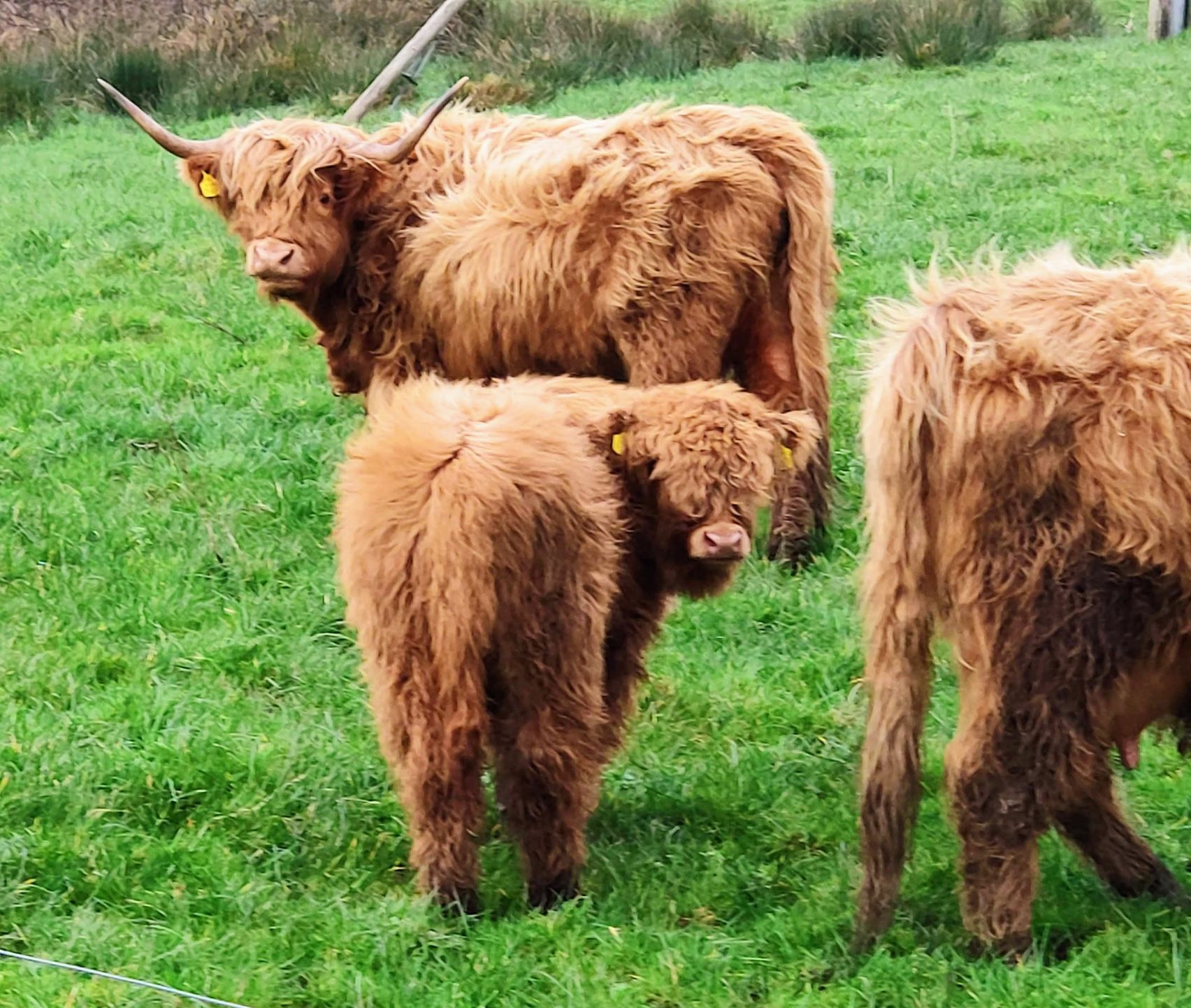 Highland cattle breed