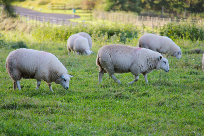 Sheep prices, sheep farming, sheep