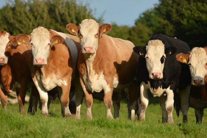 suckler farming, sucklers, calving season, suckler farming in Ireland