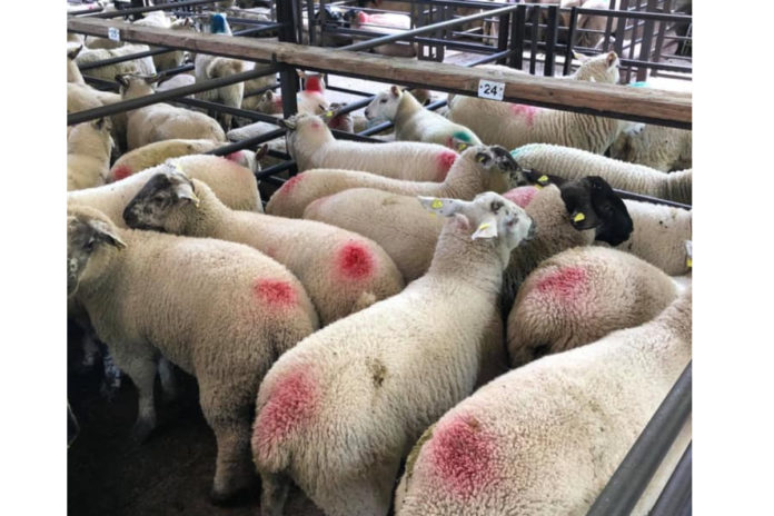 Spring lambs back €3-€5/head at Dowra