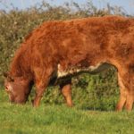 Martin O'Connor in-calf heifer sale 2020