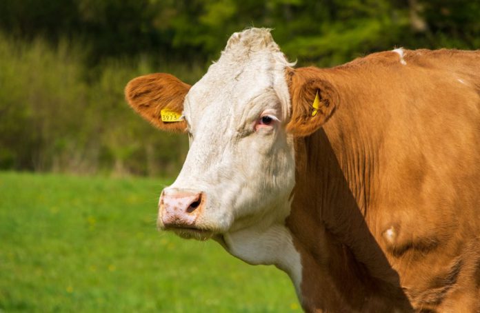 Simmental cow - TB testing during Covid-19 Level 5 restrictions
