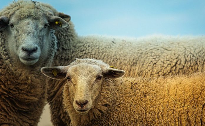 Sheep Farming - acute liver fluke damage