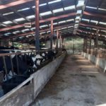 Lease Dowdstown Farm, a fully operational dairy farm in Navan, Co. Meath, for €10,000/month