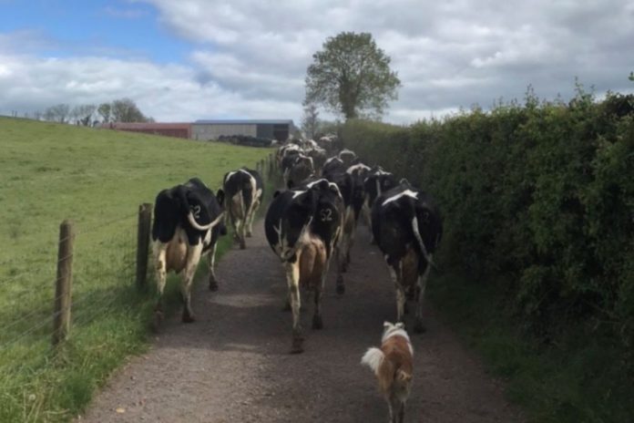 Cows on the way to be milked on Megan Morrows dairy farm