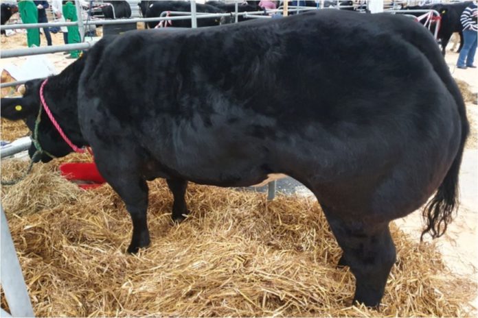 A Limousin-cross-Belgian Blue stole the limelight at the Royal Ulster Beef & Lamb Championships, yesterday (Tuesday, November 24th) when she climbed to £9,200.