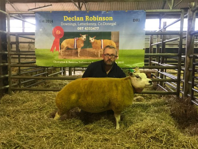 Sheep bred by Declan Robinson made €2,500 at Belgian Beltex sale