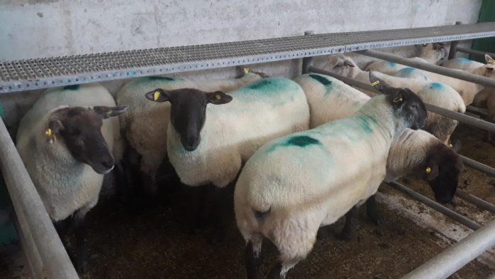 Sheep, sheep prices, sheep farming, Ennis Mart