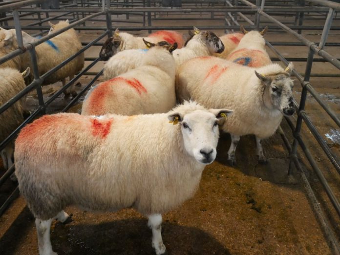 Sheep prices, Blessington Mart