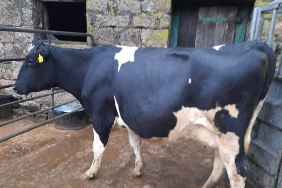 dairy farming, dairy farmers, farming news UK, T outbreak