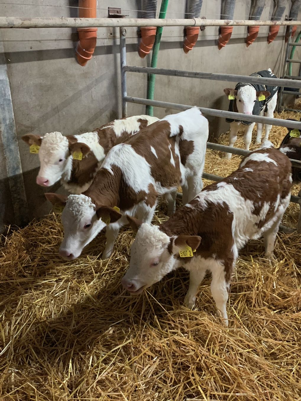 calving, dairy cows, dairy farming, Fleckvieh triplet calves