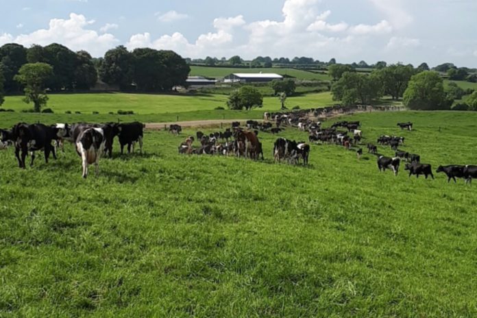 dairy cows, dairy herd, field, grassland management, Seán McMahon