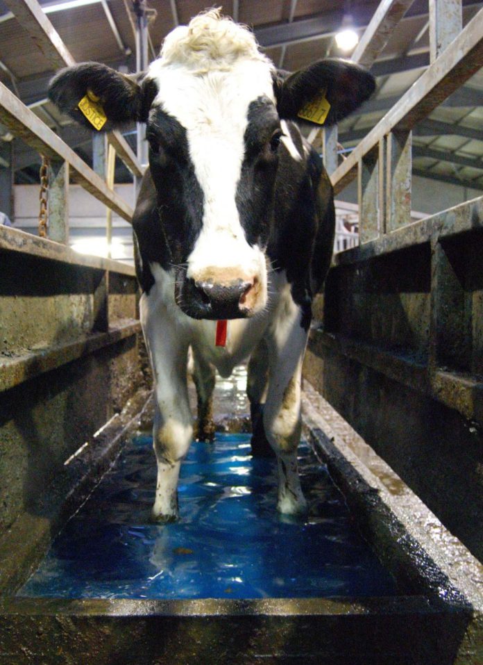 Dairying Cow in footbath, digital dermatitis, dairy cows,