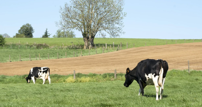 Dairy cows, dairy farming, dairy farmers, dairy, farming news, agricultural news
