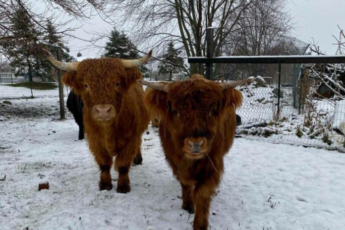 Highland cattle, weather, snow,