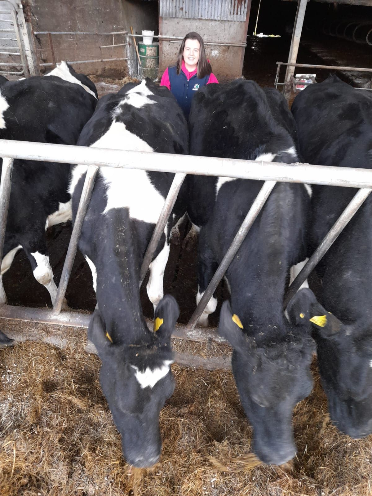 Friesian cows, dairy, dairy farming, livestock buildings, cows, cattle, dairy, sheds