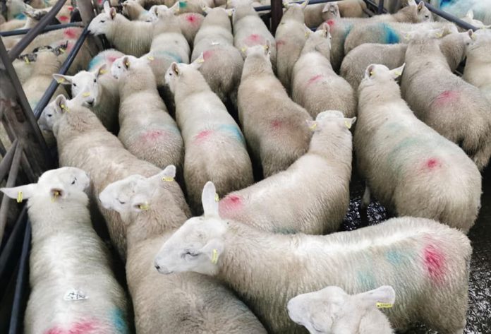 sheep prices, Baltinglass Mart, sheep farming, sheep, mart prices, mart reports, livestock marts, lamb prices