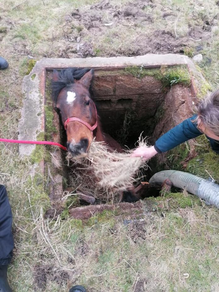 horse rescued, animal rescue, animals, firefighters,