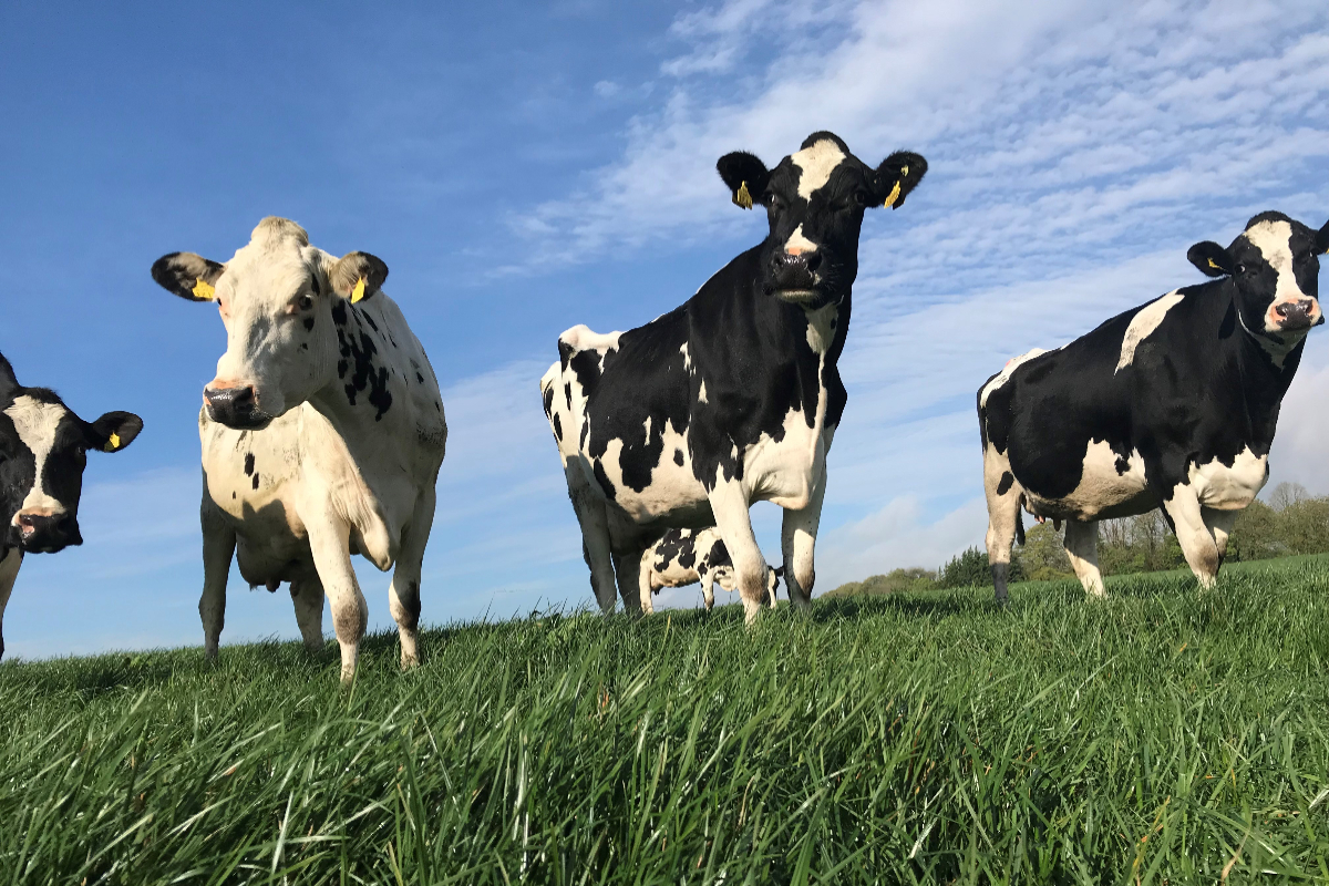 Holstein Friesians, dairy farmer, dairy cows, grassland management