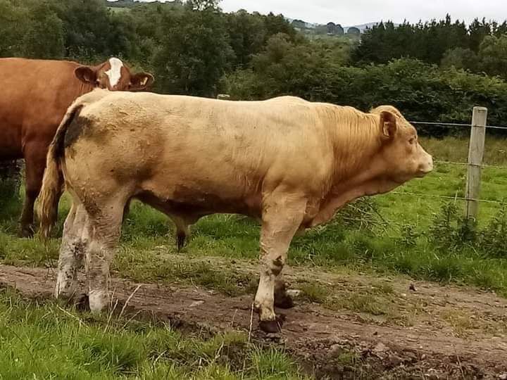 suckler farming, Charolais cattle