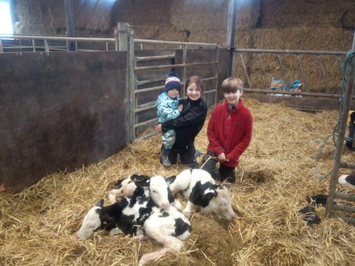 Triplet calves, Fleckvieh, dairy farming, dairy farmer, livestock, shed