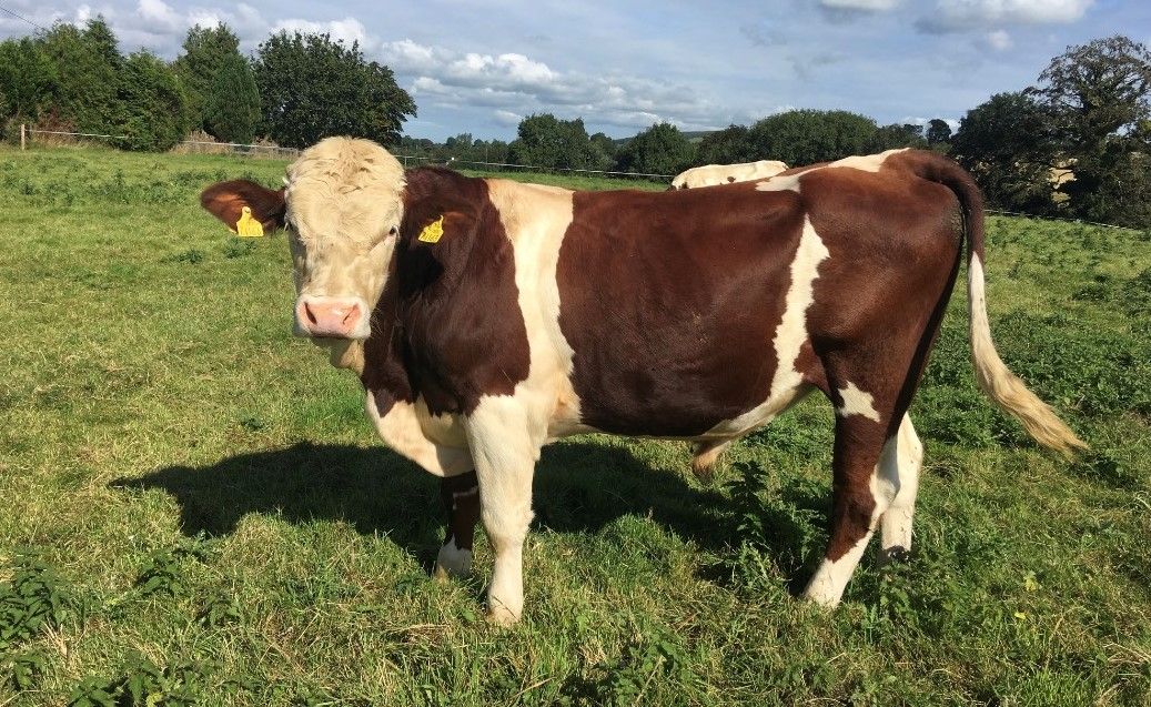 Montbeliarde bull, breeding programme, breeding season, Montbeliarde breeding bulls, grassland management, dairy farming, dairy