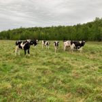 dairy farming, dairy farmers, Canada, Holstein Friesian, Carter Cann