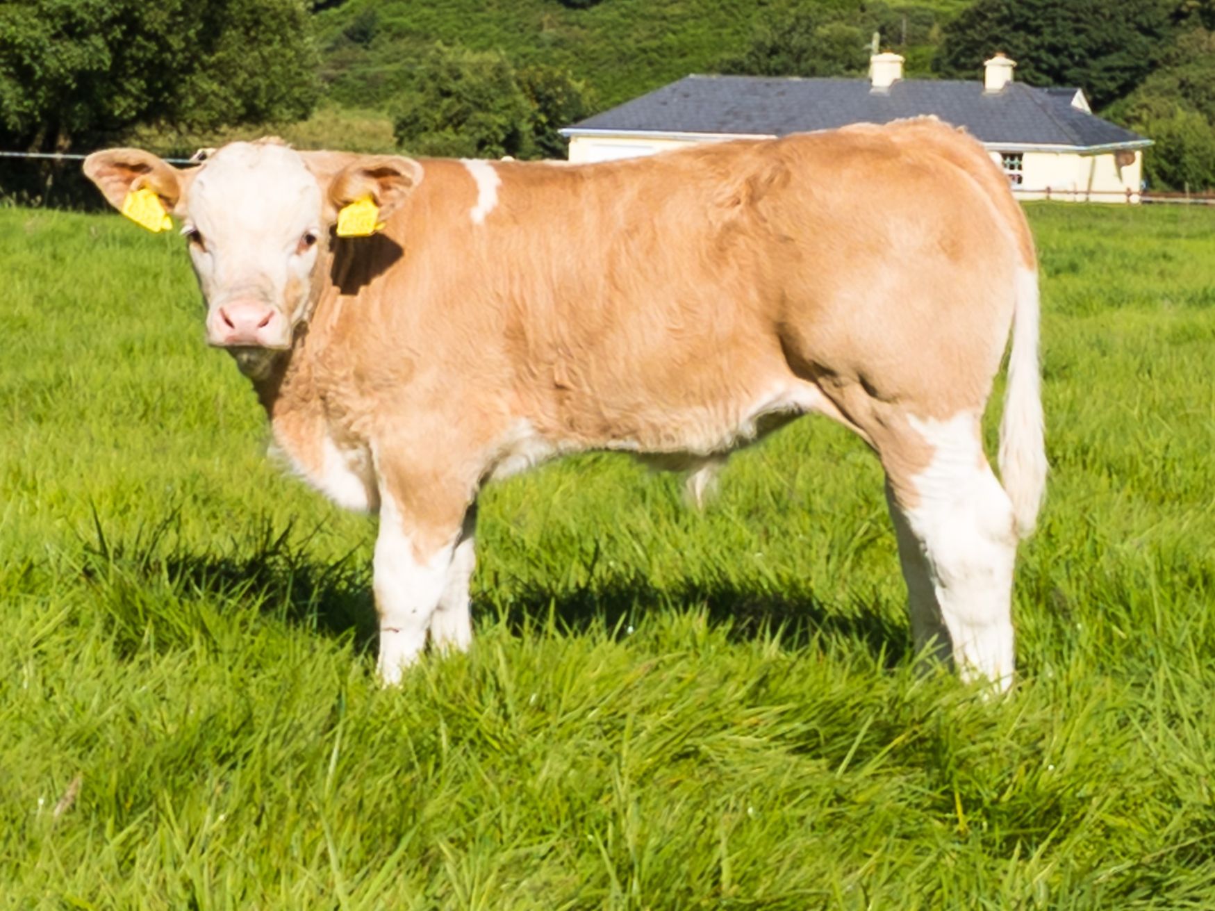 Leeherd Simmental, Simmental cattle, Simmental bulls, breeding cattle, livestock