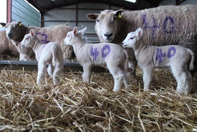 sheep, sheep farming, sheep farmers, lambing, lambing 2021, lambing season