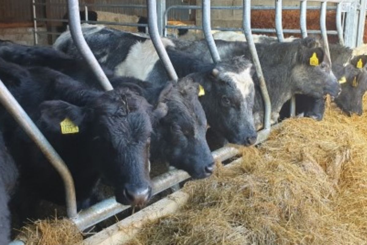 Ashleigh Hall, beef, beef farming, beef farming, Belgian Blue, Angus, finishing cattle, fattening bullocks