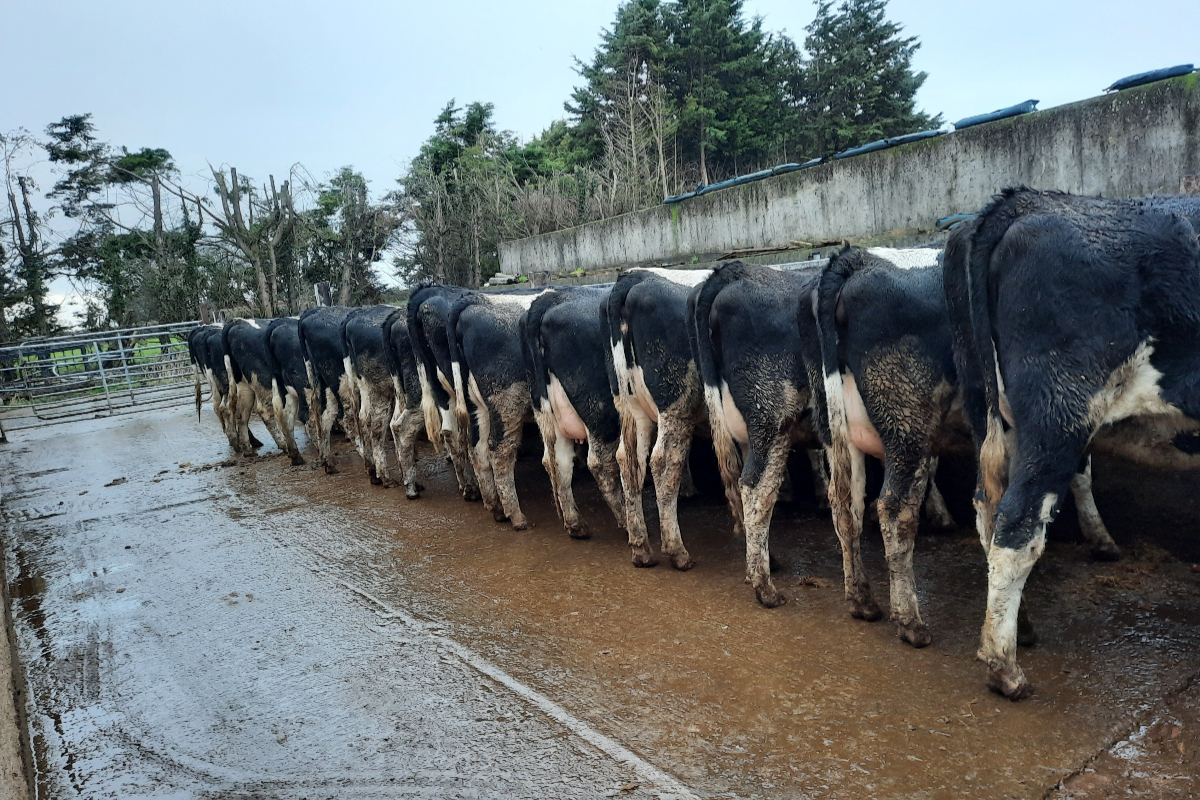 dairy cows, dairy farming, dairy heifers, organic dairy farm