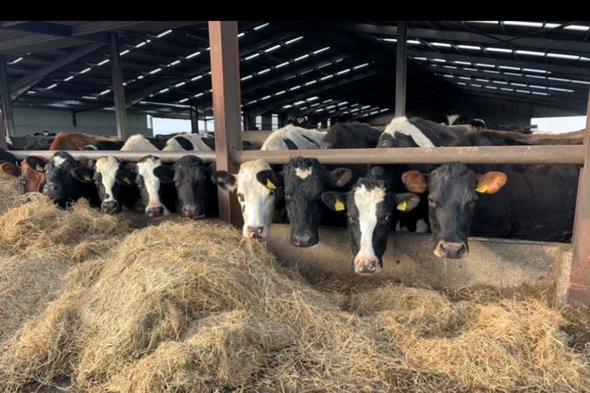 Dairy farm, dairy farming, dairy cows, crossbred herd, Ed Payne