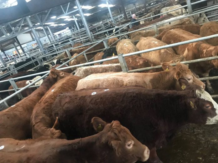 Clare Marts, Kilrush Mart, cattle prices, mart reports, mart prices