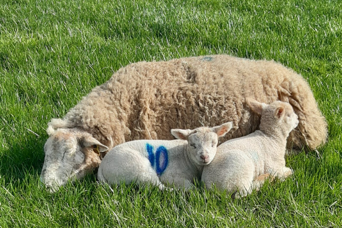 sheep farmer, sheep farming, farm girls, lamb,