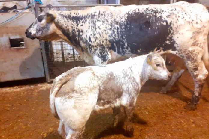 cattle prices, mart reports, mart prices, Dowra Mart