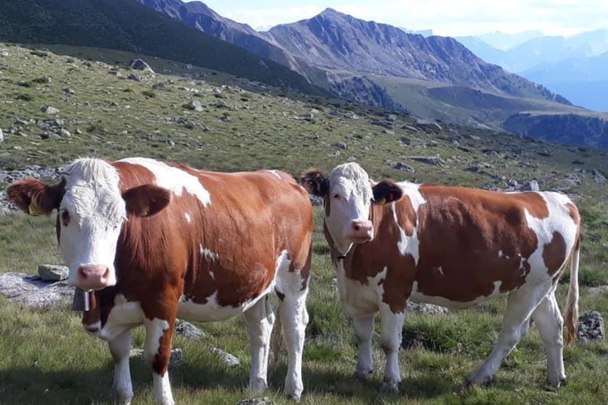 Fleckvieh Irl, dairy farming, dairy cattle