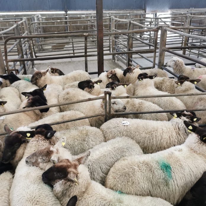 Baltinglass Livestock Mart, sheep, sheep farming, sheep prices
